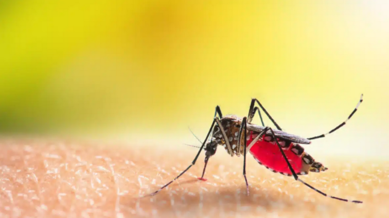 Finding the Best Mosquito Service in Jeffersonville, IN