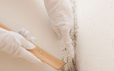 Experience Lasting Results From Trusted Mold Remediation in Frankfort, IL Experts