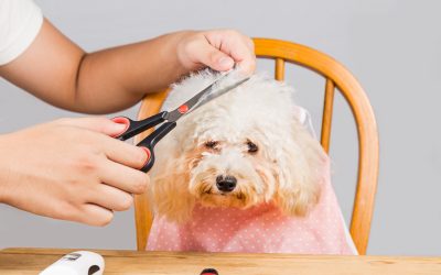 Let Your Pup Thrive With Socialization At A Trusted Dog Daycare In Upper East Side Location